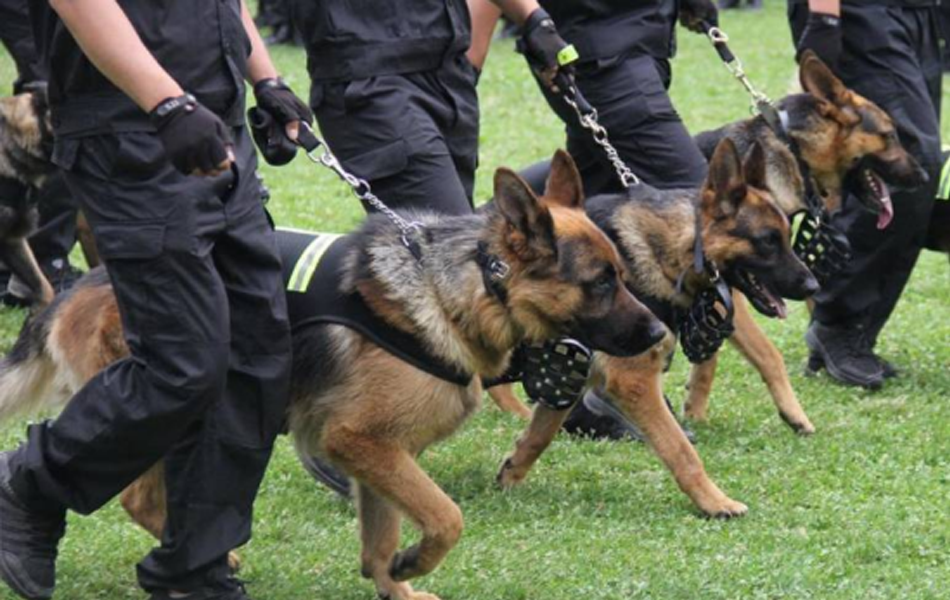 珠海保安高端随身警犬护卫