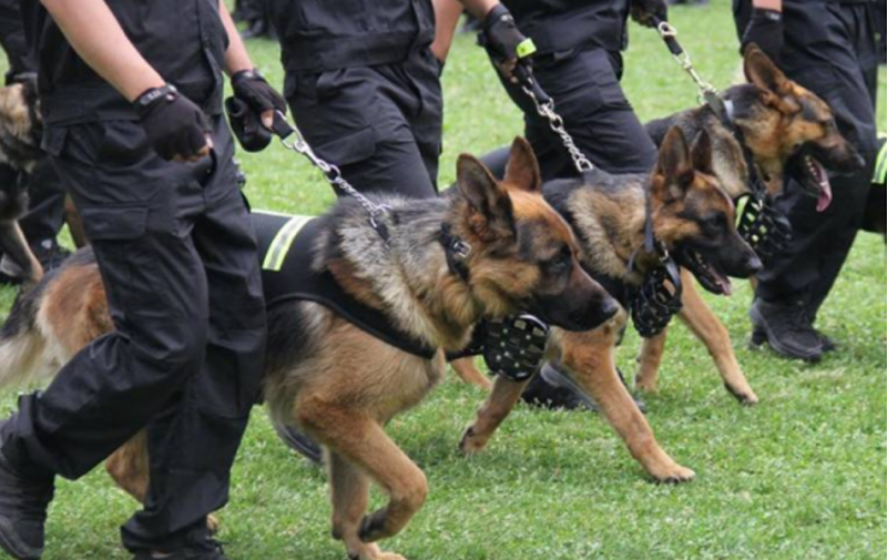 高端随身警犬护卫